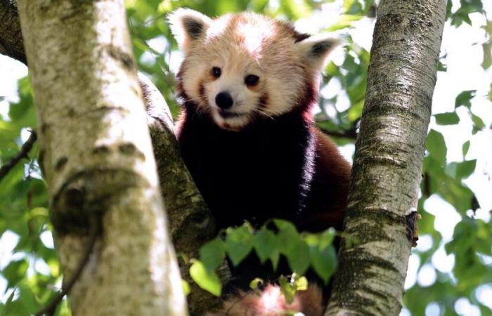 animalists demonstrate in front of the Tête d’Or to demand the closure of the zoo