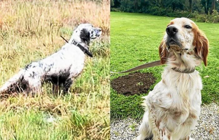 “They only came for the dogs”: in Finistère, this desperate owner after the theft of his two English setters