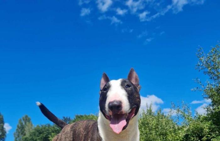 Lot-et-Garonne. His dog Oguste, stuck for more than 24 hours in a burrow, freed thanks to dynamite