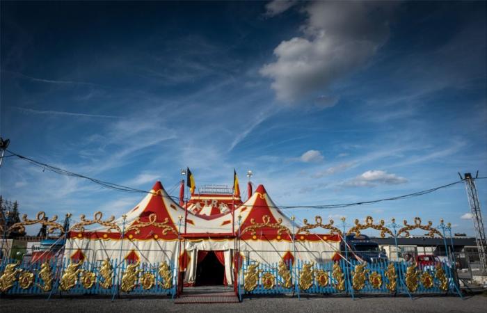 The real life of circus people, Nicolas Bouglione confides: “We're not rolling in gold, but it's an exceptional life”