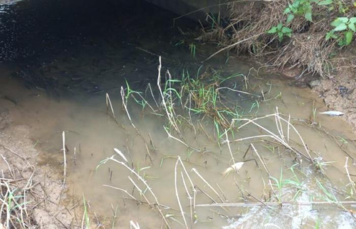 the mayor wants to carry out work in a stream in Chouzelot