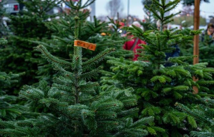 How much to spend on a Christmas tree to get a good deal?