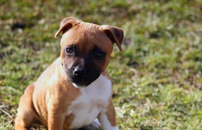 Two puppies found locked in direct sunlight amid their excrement in Reunion Island