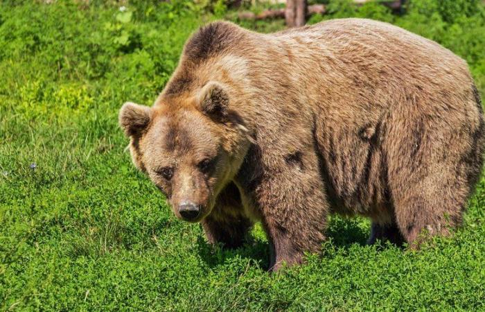 The bear in the Ariège Pyrenees: “As long as I am president of the park, the park will not be intended to manage this problem”