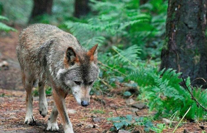 PODCAST. When a wolf terrified the inhabitants of central Brittany