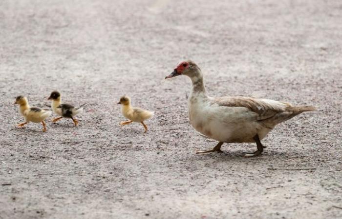 the Department of Landes is committed to vaccination