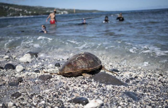 In Reunion, swordfish fishermen trained in first aid for accidentally captured turtles – Libération