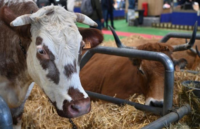 Agricultural Show: why the Department of Gers will be absent