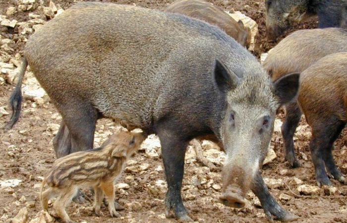 Residents of this Dordogne commune are complaining about the increase in wild boars