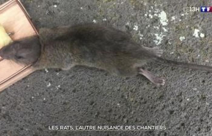 “There is really an explosion”: everywhere in France, the proliferation of rodents is putting rodent pests on edge