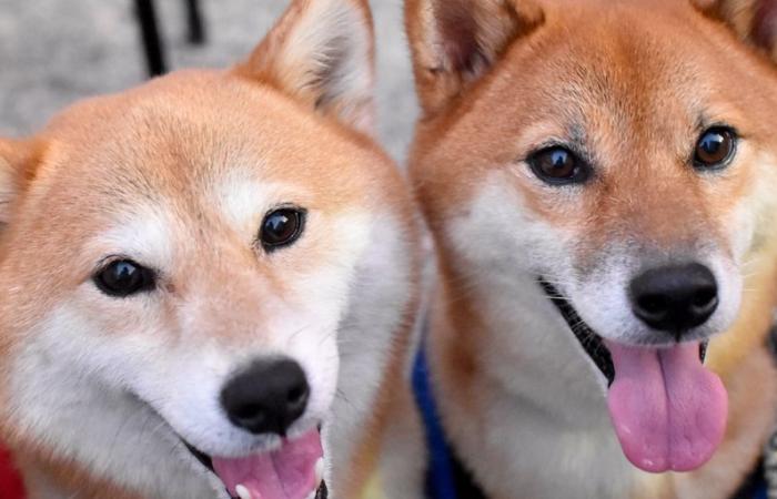 Dogecoin Price Climbs as Shiba Inu Spikes to 8-Month High