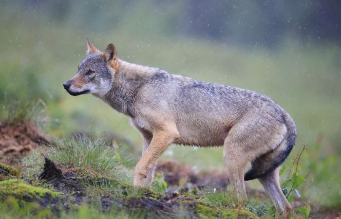 The week of all dangers for wolves in Europe: we explain why