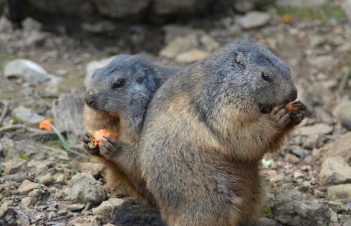 A Savoie deputy files a law against marmot hunting