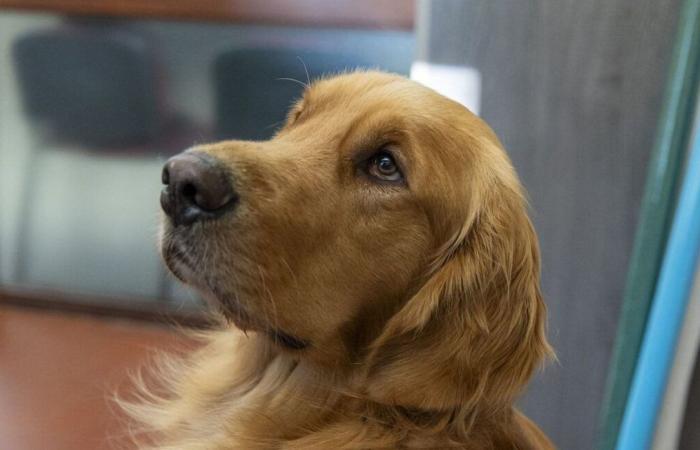 “Tandem”, legal assistance dog, consoles victims at trial