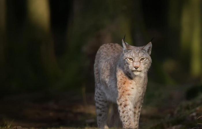 Three lynx killed in the Swiss Jura by mistake, by a hunter who had authorization to kill wolves