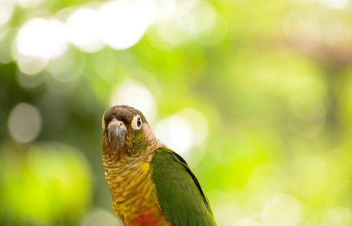 A retiree launches an appeal to find his missing parrots in Charente-Maritime