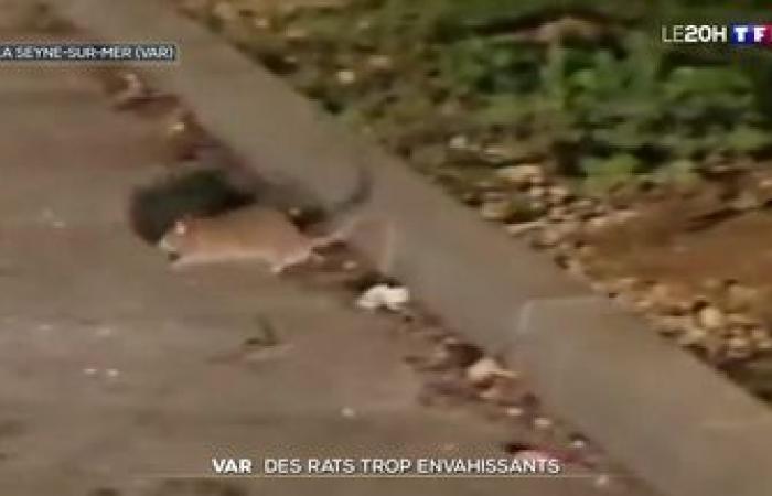 “There is really an explosion”: everywhere in France, the proliferation of rodents is putting rodent pests on edge