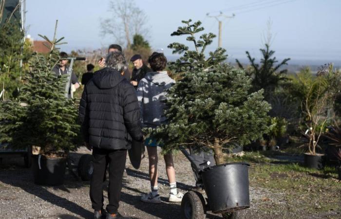 in Estibeaux, the tree for rent takes root