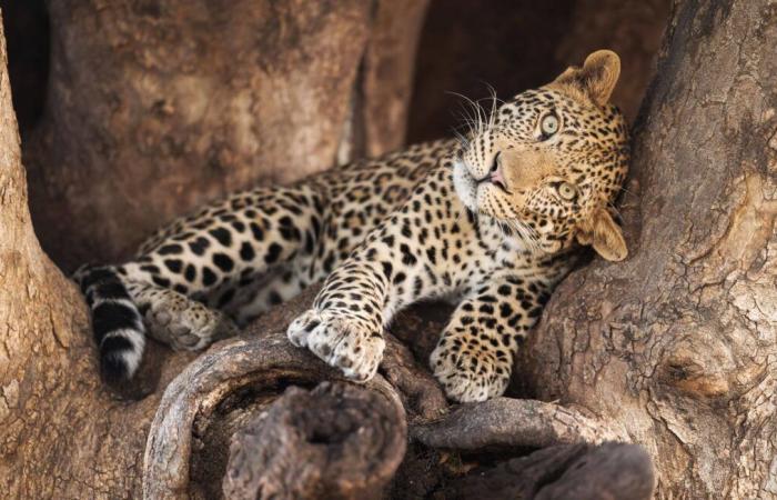 The gendarmerie mobilized for a leopard seen in the Channel