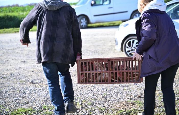 “They will not go to the slaughterhouse”: this breeder from Gers offers a well-deserved retirement to his laying hens