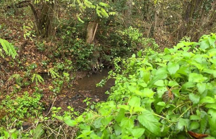 Half of a body discovered yesterday, the other part found buried in mud today