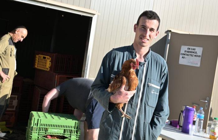 “They will not go to the slaughterhouse”: this breeder from Gers offers a well-deserved retirement to his laying hens