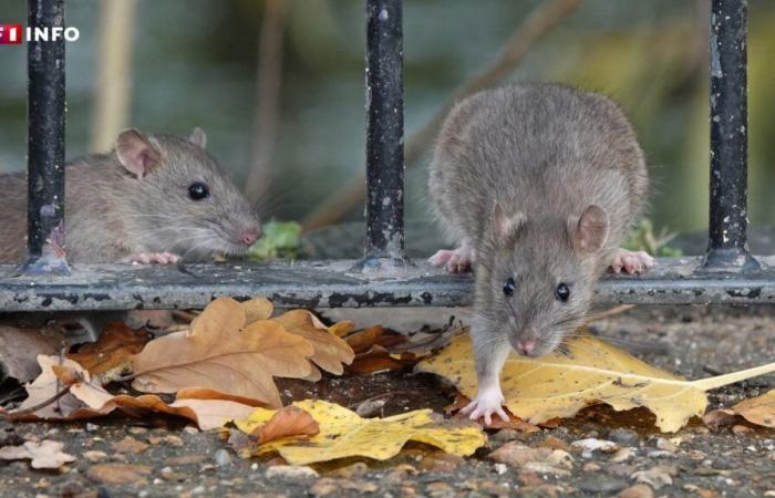 “There is really an explosion”: everywhere in France, the proliferation of rodents is putting rodent pests on edge