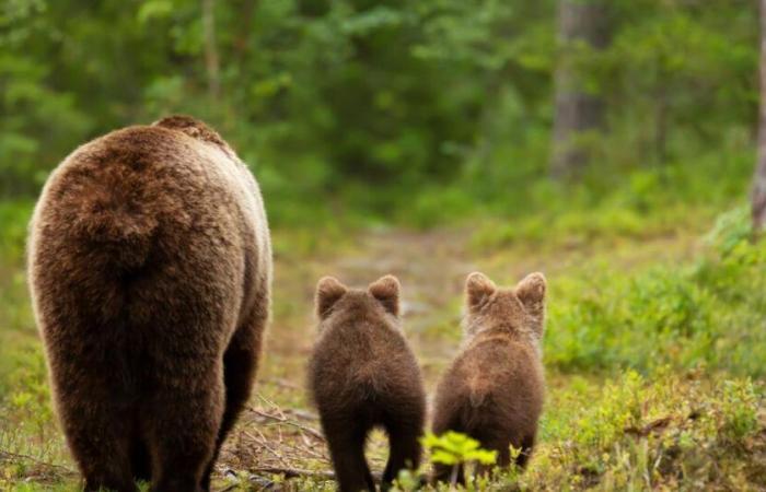 Bear captured after injuring man in Japanese supermarket