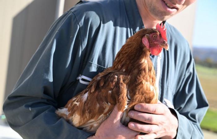 “They will not go to the slaughterhouse”: this breeder from Gers offers a well-deserved retirement to his laying hens