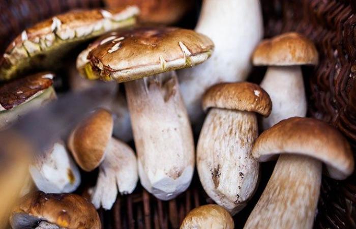 You don't know it yet, but you (too) need this book on mushrooms