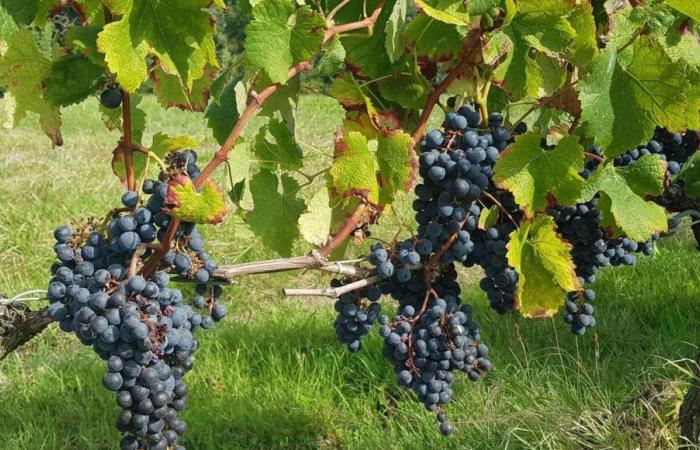 Nearly 12% of the Dordogne vineyard will disappear following the national uprooting campaign