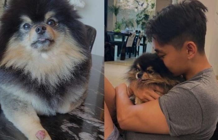 BTS star V mourns passing of beloved pet Yeontan