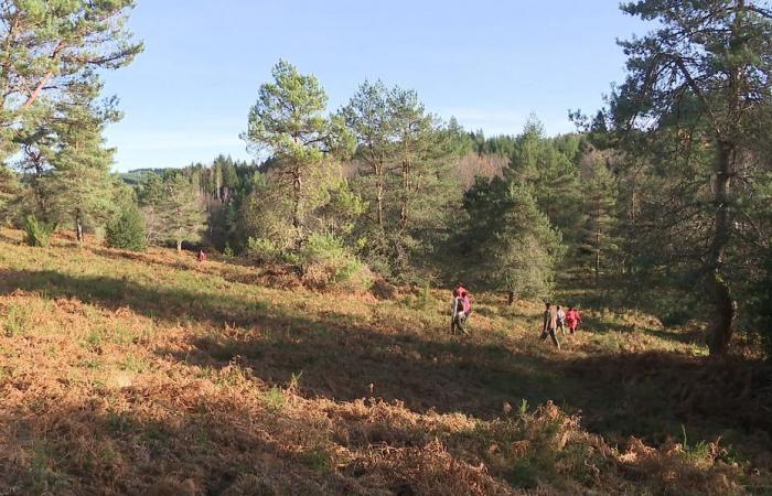 cut down your own Christmas tree to maintain the landscape