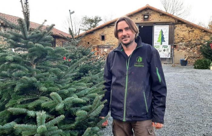 Le sapin de Vendée, a micro-industry that focuses on quality and ultra-proximity