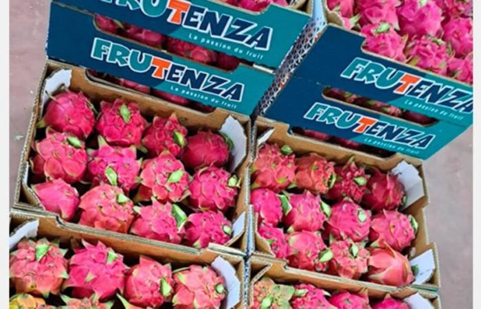 Moroccan pitaya reaches good prices this season