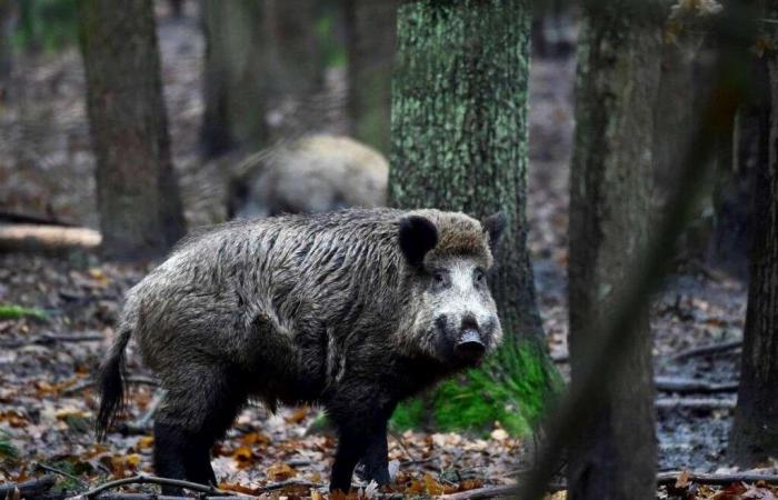 the capture of wild boars authorized throughout the department