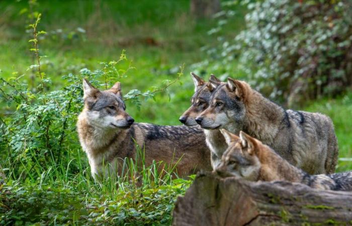 In Europe, wolves will be killed even more easily