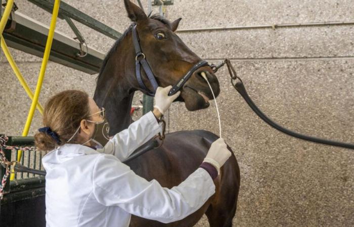 Horse-killing virus progresses in western France, Paris Horse Show under surveillance