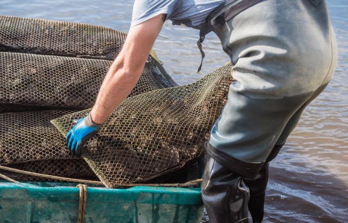 “They are very fleshy, there is enough to eat in them”, the oyster farmers of Vendée rather optimistic for oyster sales at Christmas