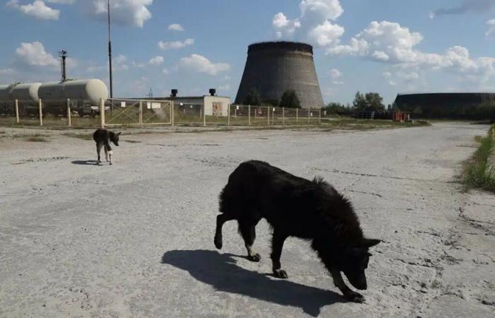 Chernobyl dogs undergo rapid evolution, study finds