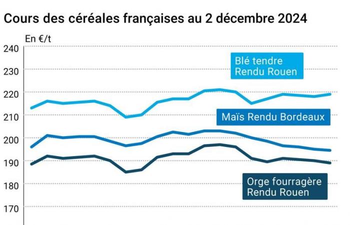 COTidienne | Cereals – Slight increase in wheat prices on Euronext, what about Black Sea exports?