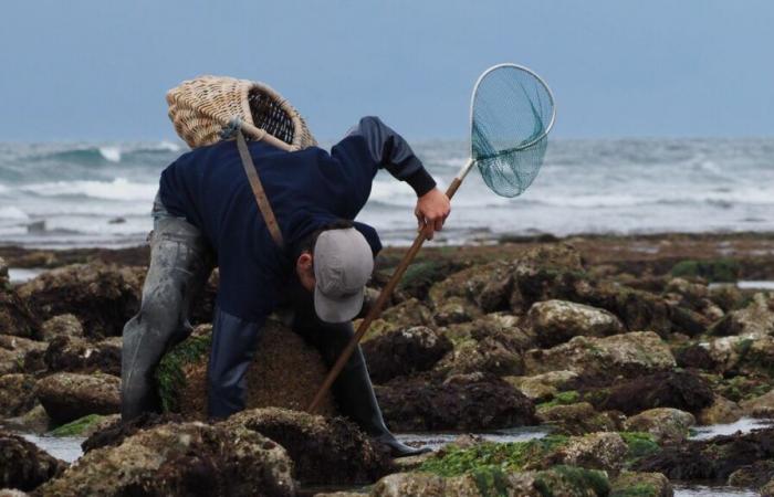 “A leisure activity accessible to all”: all the secrets of fishing on foot on the island of Oléron in a book