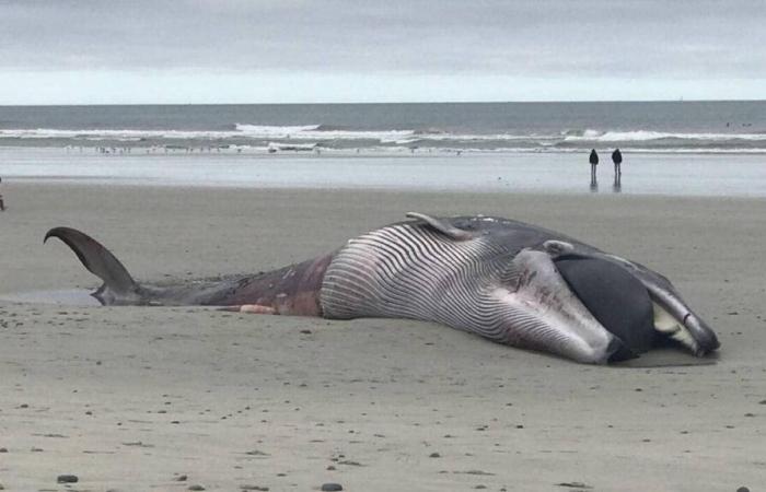 Faced with the mystery of whale strandings in Finistère, scientists unveil a theory