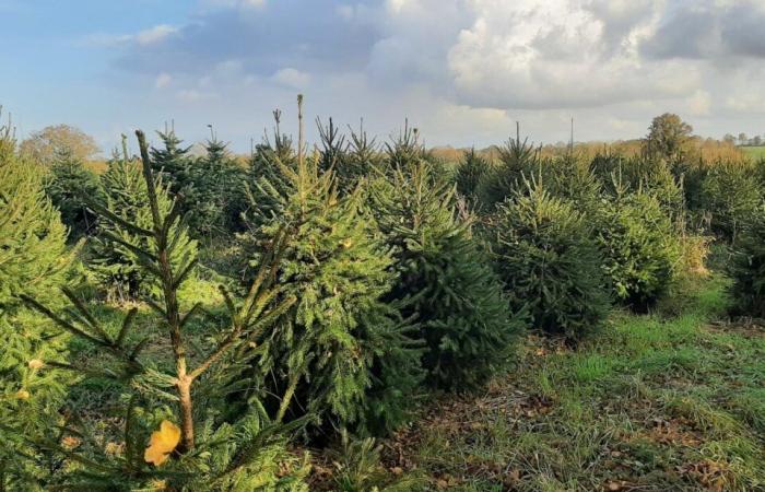 Le sapin de Vendée, a micro-industry that focuses on quality and ultra-proximity