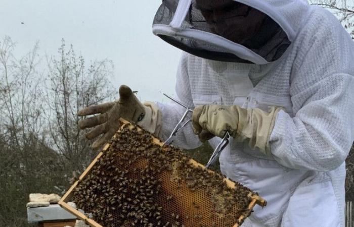 This town in Val-d'Oise rewarded for its commitment to bees