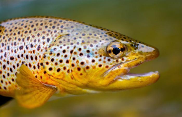 Fish on the front lines of climate change