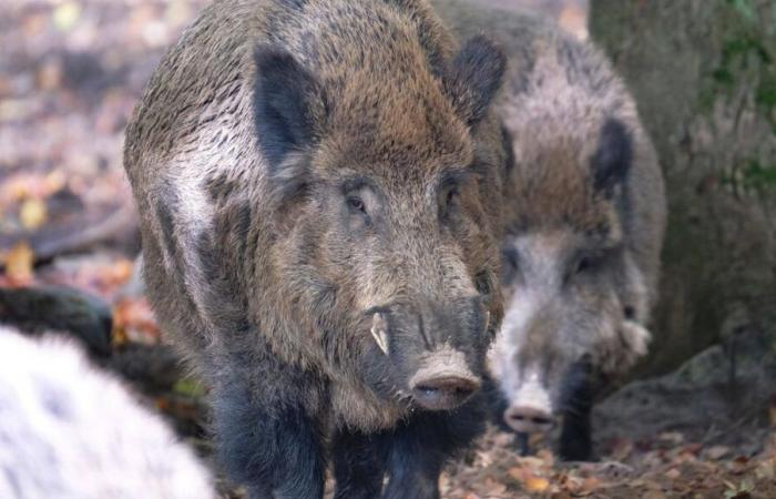 Dordogne farmers will be able to trap wild boars anywhere in the department