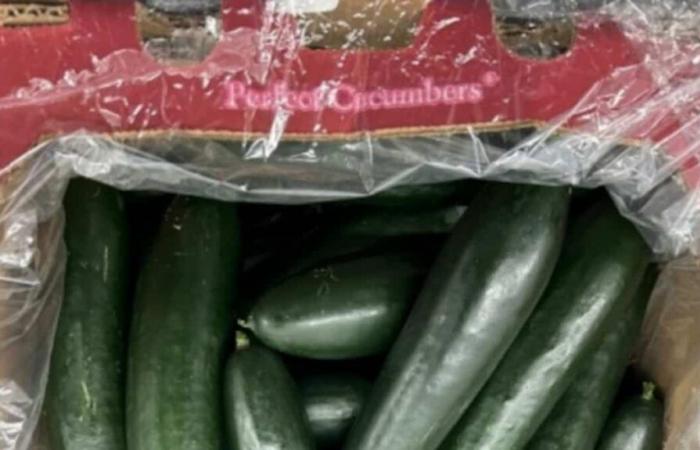 Cucumbers recalled due to possible “salmonella” contamination