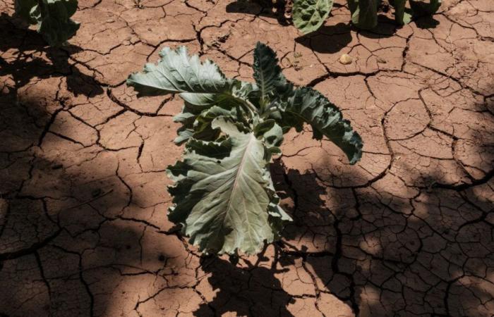 desertification, a scourge that affects all continents of the world