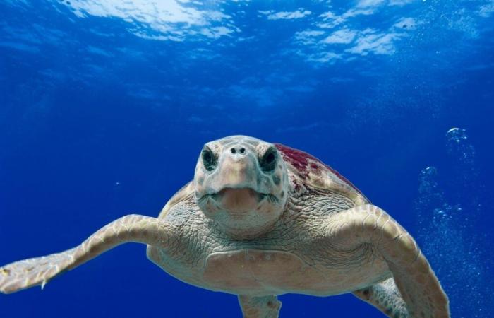 Contaminated sea turtle stew leaves three dead and around 30 sick